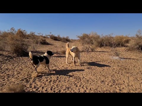 Aboriginal Wolfhounds in the sands of Karakum.