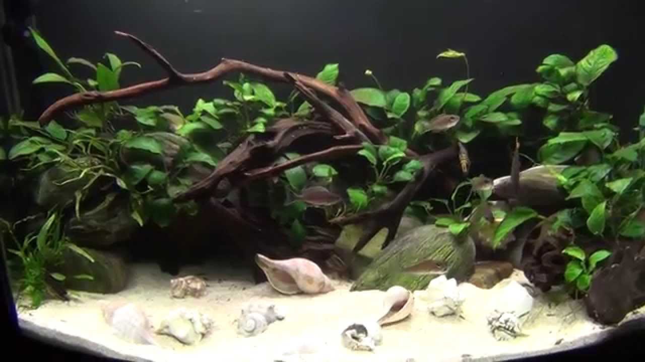 lake tanganyika cichlid tank