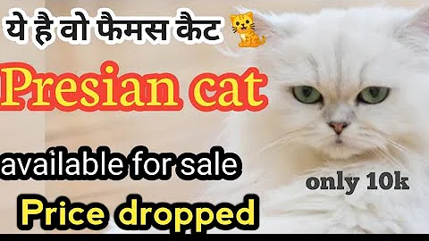 Video 11281281: quality persian cat
