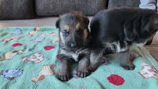 Ruby and Eli's 3 week old German Shepherd puppies. February 28, 2024.