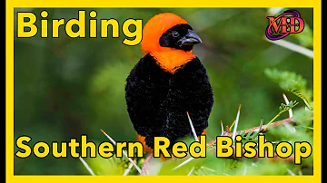 The Southern Red Bishop Transition #canon600mm #birdingphotography