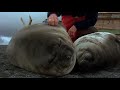 man plays with some thicc seal pups [Part 0.9]