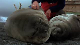 man plays with some thicc seal pups [Part 0.9]