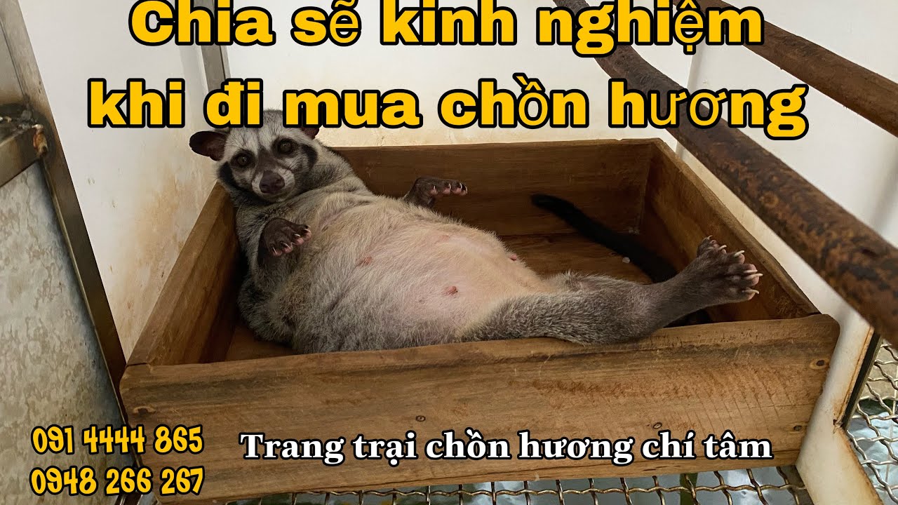 Trang trại nuôi chồn Hương Chí Tâm,  chia  sẽ  kinh nghiệm nuôi giống chồn Hương .