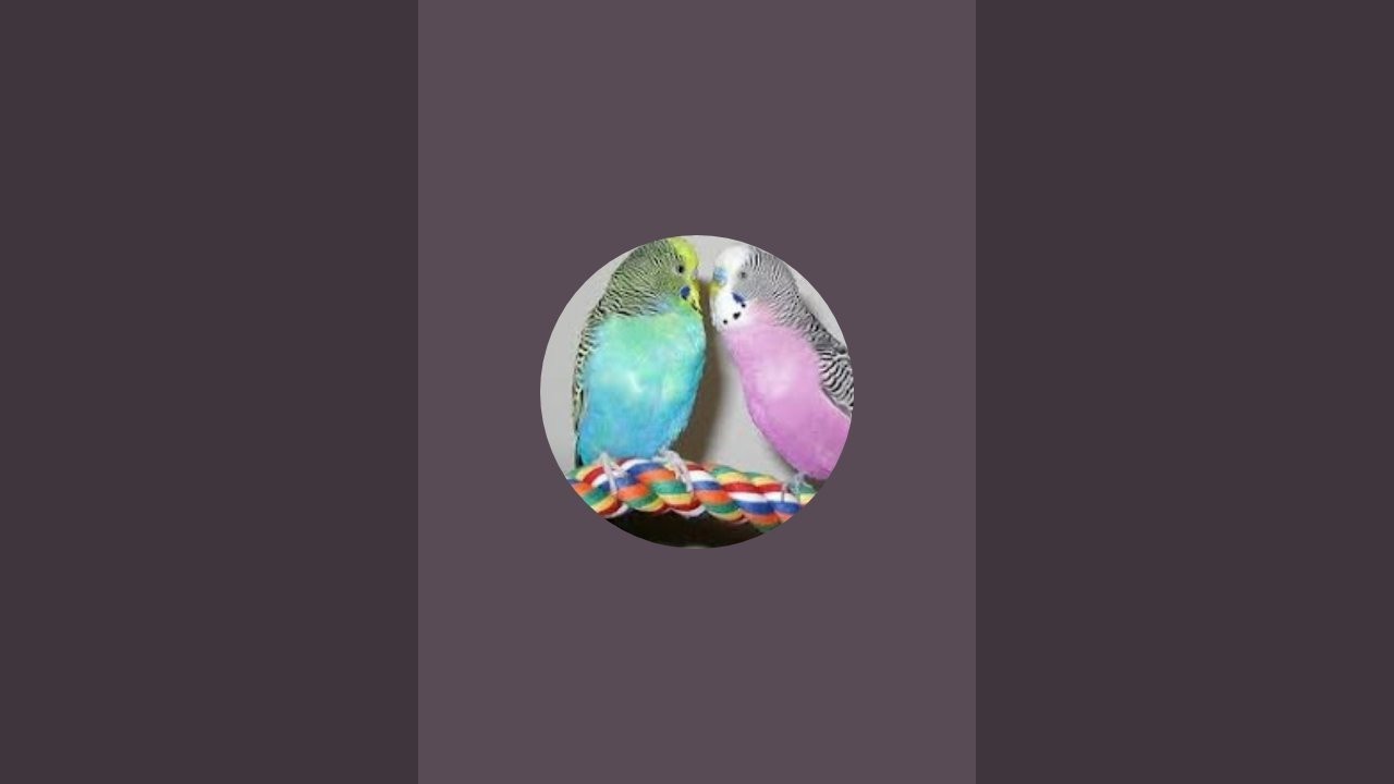 It's all about budgies parrot 🦜