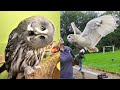 OWL BIRDS🦉- Funny Owls And Cute Owls Videos Compilation (2021) #011 - Funny Pets Life
