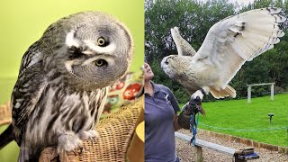 OWL BIRDS🦉- Funny Owls And Cute Owls Videos Compilation (2021) #011 - Funny Pets Life by CLONDHO TV 7,592 views 2 years ago 10 minutes, 49 seconds