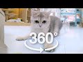 Cute kitten chasing red dot while being chased by ragdoll  vr 360 cat  4k  virtual reality