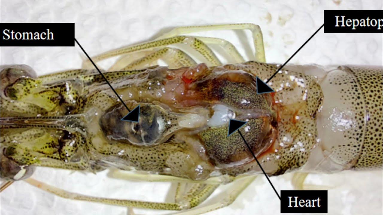 Shrimp Dissection and Anatomy YouTube