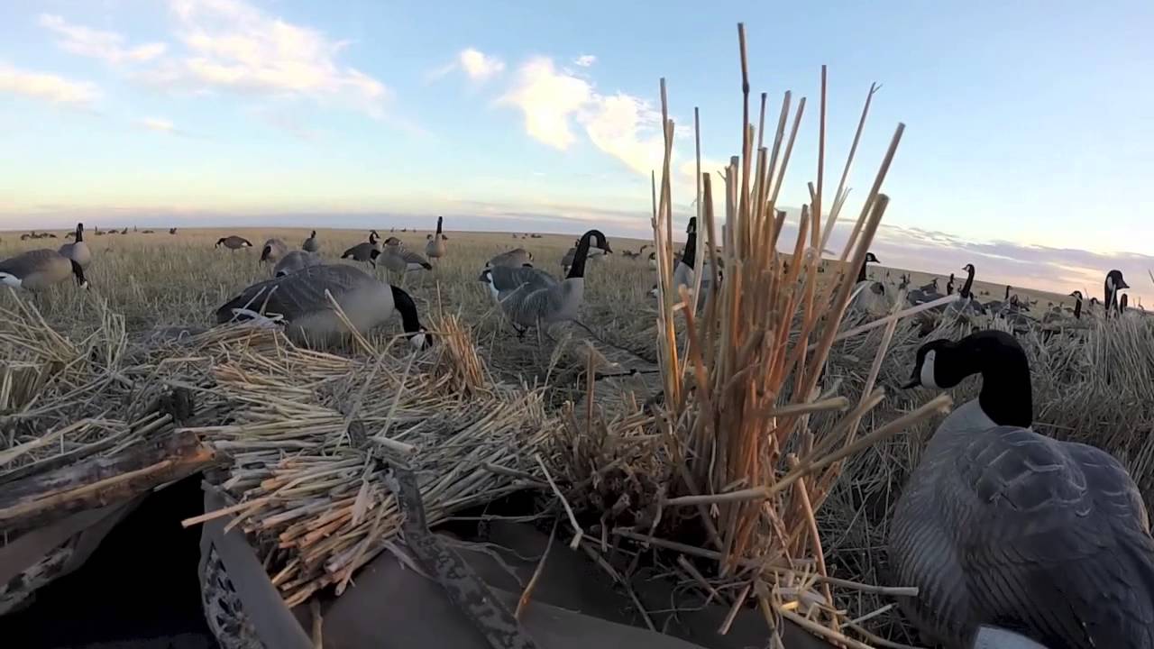 Late Season Goose Hunt Pierre SD YouTube
