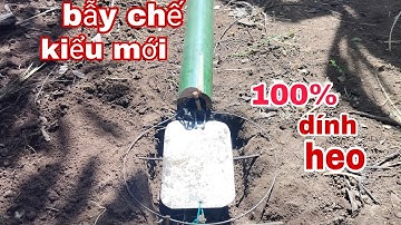 chế bẫy chồn heo rừng mang hoảng các loại 100% đạp là dính