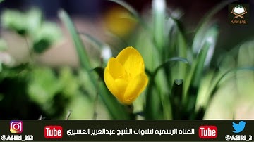 سورة نوح كاملة 🔻تلاوة بياتيه بلمحات حجازية لاتوصف -تبارك الله- للشيخ #عبدالعزيز العسيري
