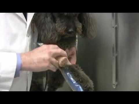 וִידֵאוֹ: 5 דרכים לטיפול באנמיה בכלבים