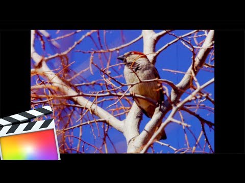 How To Create Super 8 (Vintage) Look In Final Cut Pro 10.4