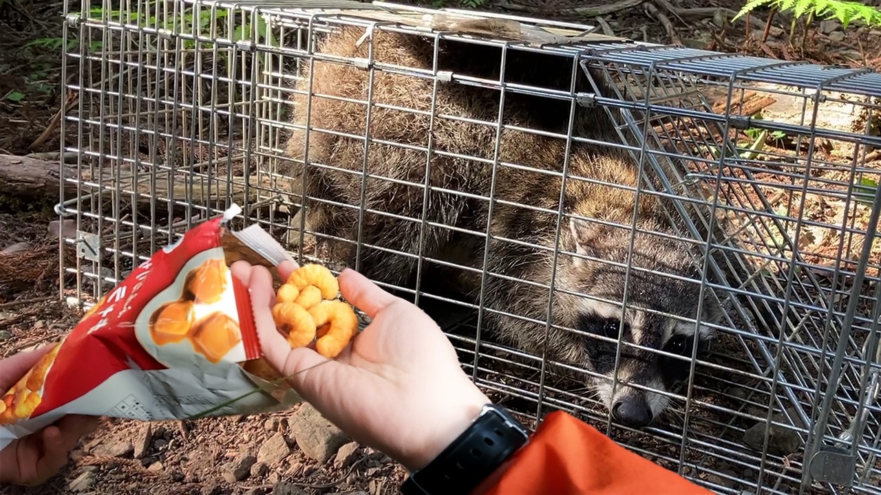 アライグマはキャラメルコーンで獲れる。