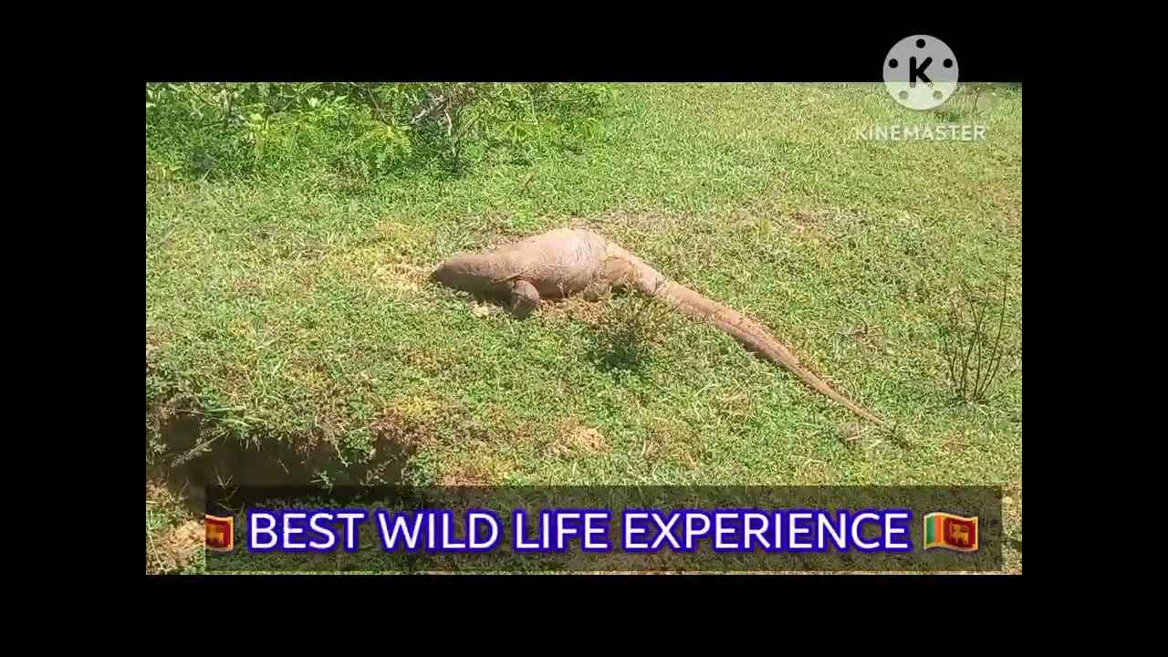 🇱🇰 🐊 # SRI LANKA IGUANA # BUNDALA SAFARI EXPERIENCE # COME TRAVEL WITH US # FEEL THE NATURE # 🐊 🇱🇰