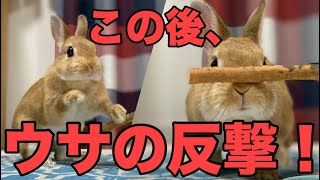チョッカイを出し合うお姉ちゃんとうさぎ #575