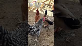 Chickens