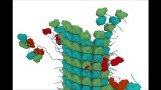 Structural Basis Of Tubulin Recruitment And Assembly By Microtubule Polymerases With Tumor