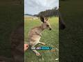 Fluffy Fighters!! Kangaroos Aren’t Just Cute