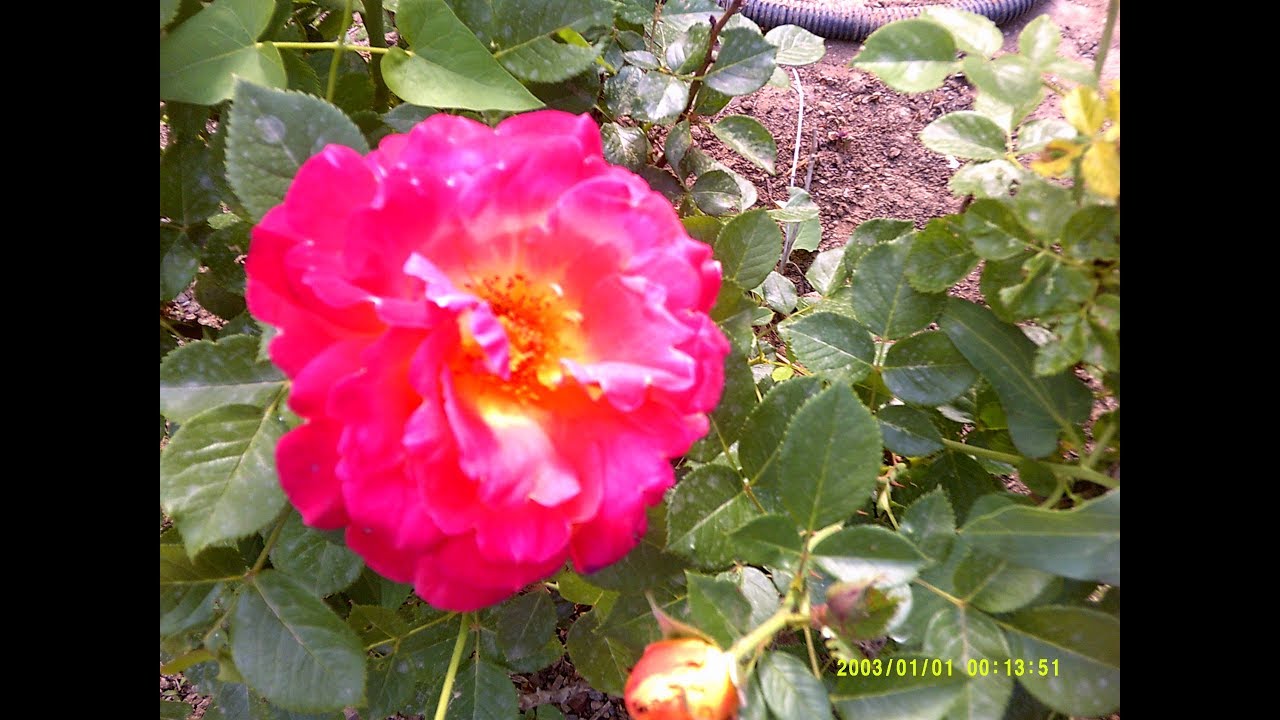 Черенкование роз. Самый простой и действенный способ.