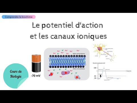 Le potentiel d&rsquo;action | Cours de Physiologie | Biochimie Facile