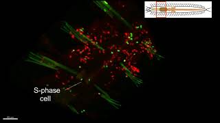 S-phase cells in the anterior body of Syllis malaquini