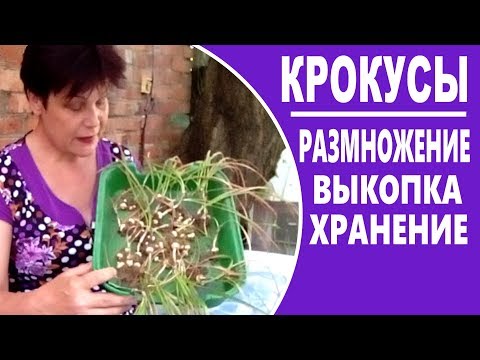 Как размножать крокусы Когда выкапывать и как хранить крокусы