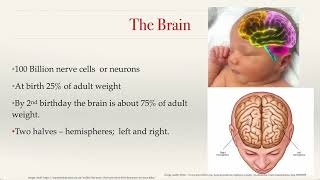 ECE314 Week 4 Part 1 Patterns of development and Brain development
