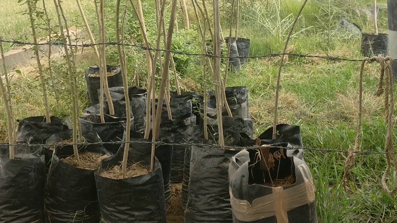 Sheesham Tree Punjab State Tree Farm nursery July 2019 YouTube