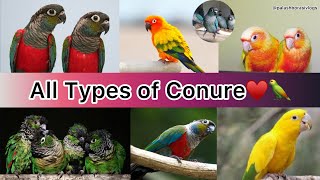 All Types of conure and all conure breeds in this video must watch♥️🦜🦜😍👍