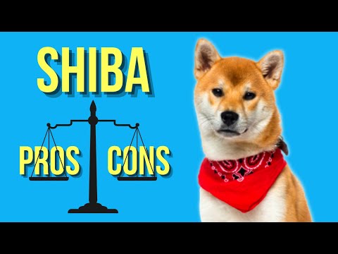 Video: Pasirinkus geriausią bendrąjį priedą „Shiba Inu“- 6 dalykai, kuriuos turite žinoti