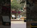 Everyday Tel Aviv, Israel 🇮🇱 Local Life & City Atmosphere #israel #telaviv YouTube Short30