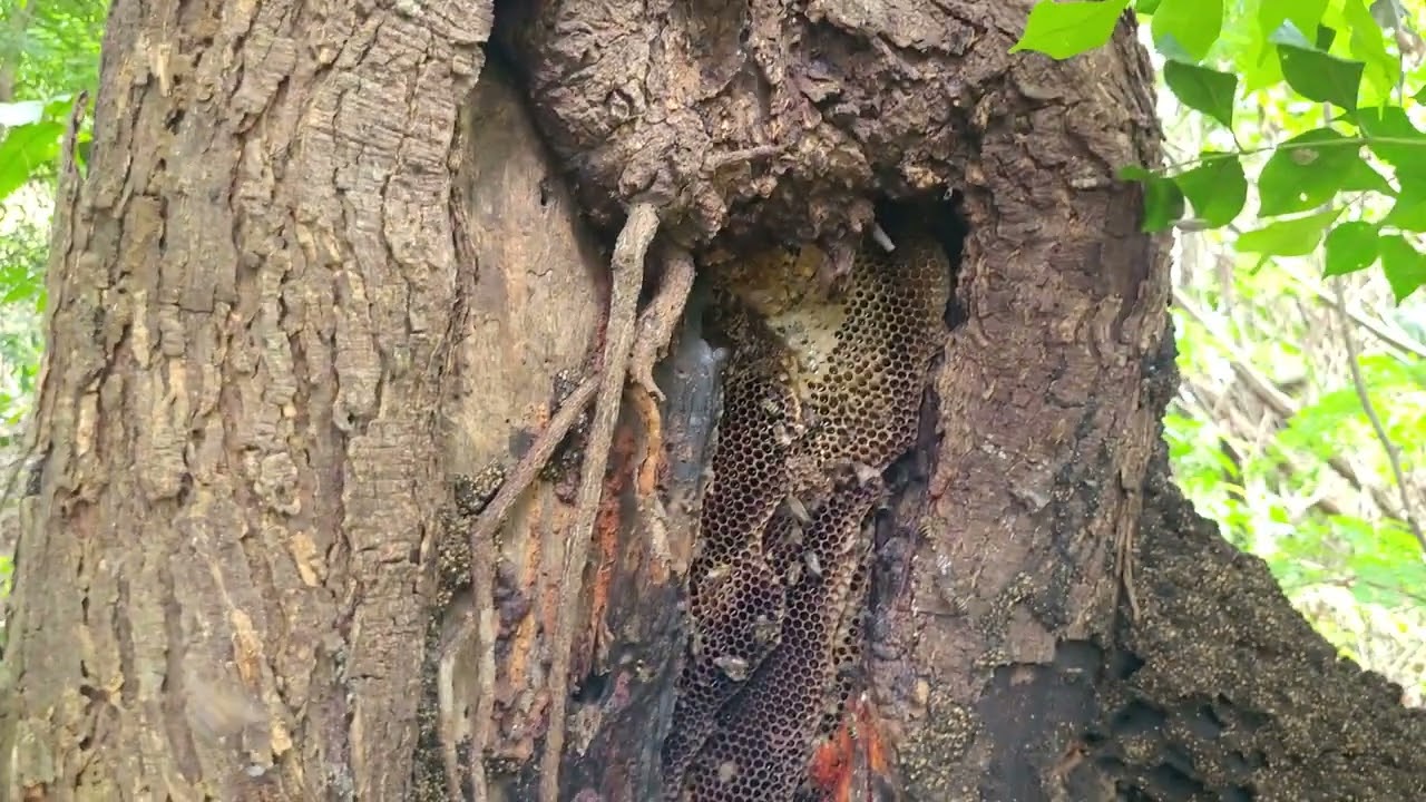 CAPTURA de ABELHAS no OCO da arvore