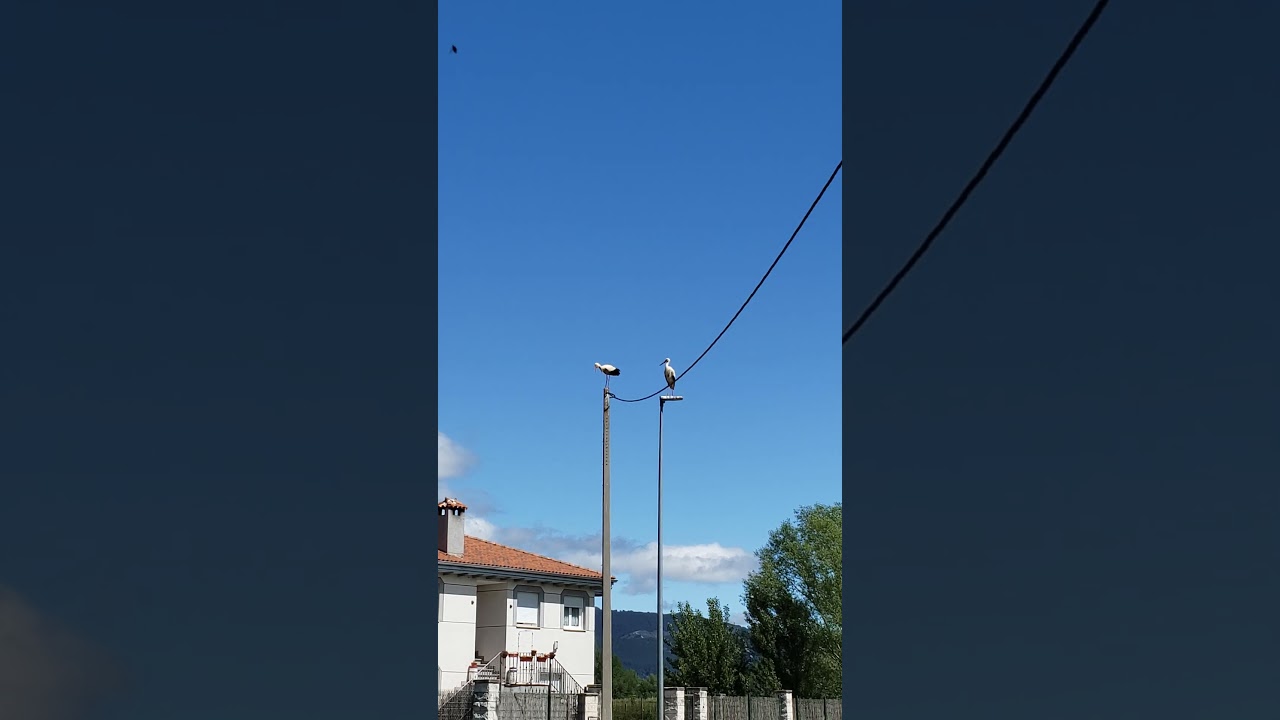 Weird Flex But Okay (Volume Up) 