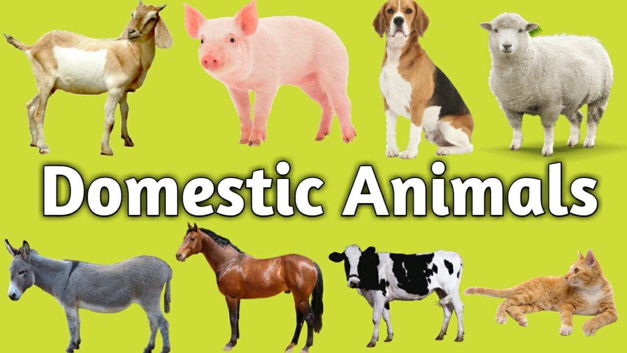 Domestic Animals, animal,kids channel, learn domestic Animals, animals