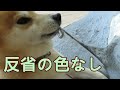 何度言っても反省しない柴犬まめ