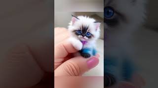 'Meet the World's Cutest Ragdoll Kitten!  Adorable Feline Moments in 60 Seconds! #trending #shorts