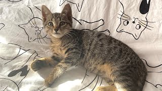 Meet Noel - Wonderful Surprise Foster Kitten In Time For Christmas by Community Cats 863 views 4 months ago 11 minutes, 23 seconds