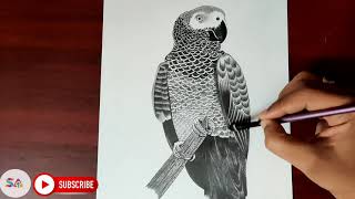 African grey parrot || Time lapse video ||