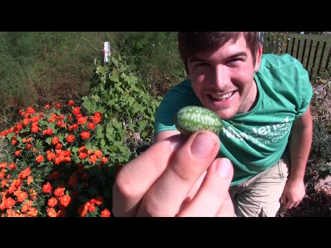 Video: Cucamelon Plant Info - Tips til dyrkning af mexicanske sure cornichonagurker