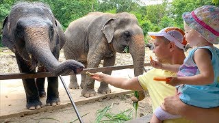 Влог в зоопарке Кхао Кхео, Тайланд. Мила и папа кормят слонов и жирафов.