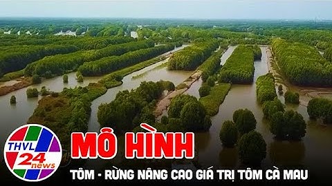 Mô hình tôm - rừng nâng cao giá trị tôm Cà Mau