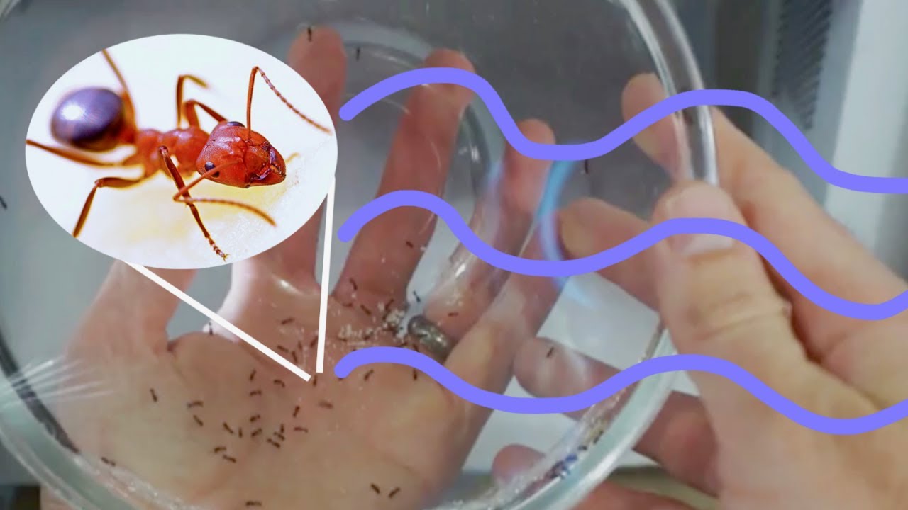 How to Get Rid of Ants in Microwave: Fast and Effective Solutions