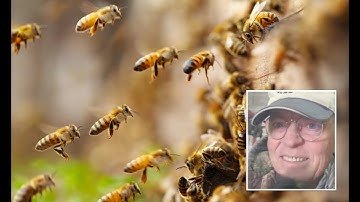 Cắt cỏ trúng tổ ong, người đàn ông bị ong tấn công tới chết