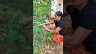 🌿 Amma’s Traditional Lunch | Breadfruit Curry & Hummingbird Tree Leaves in Coconut Milk 🥥🍛😍