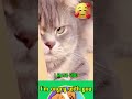 THERE IS CUTE HERE I M Angry With You Cute Pets 2027 THERE IS CUTE HERE I M Angry With You Cute Pets 2027