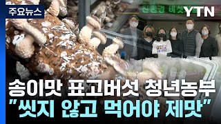 [청년농부] "씻지 않고 그냥 먹어야 제맛"...송이 맛 표고버섯 / YTN