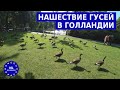 Опасные Гуси на улицах Голландии! Велосипед и Что посмотреть в Нидерландах 2020?