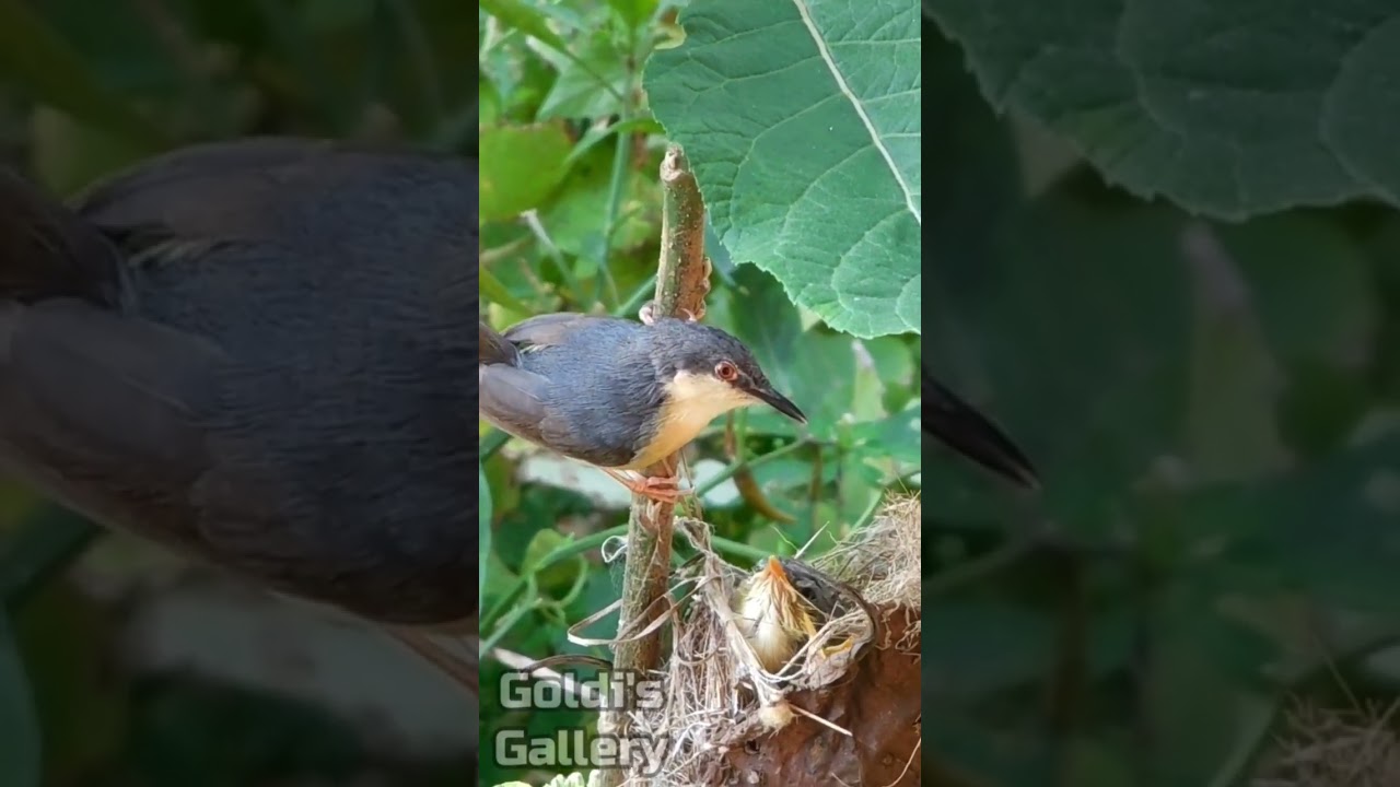 First flight of Ashy Prinia chick